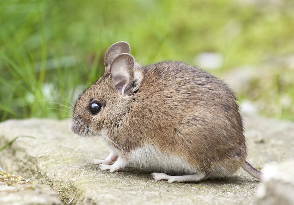 mouse