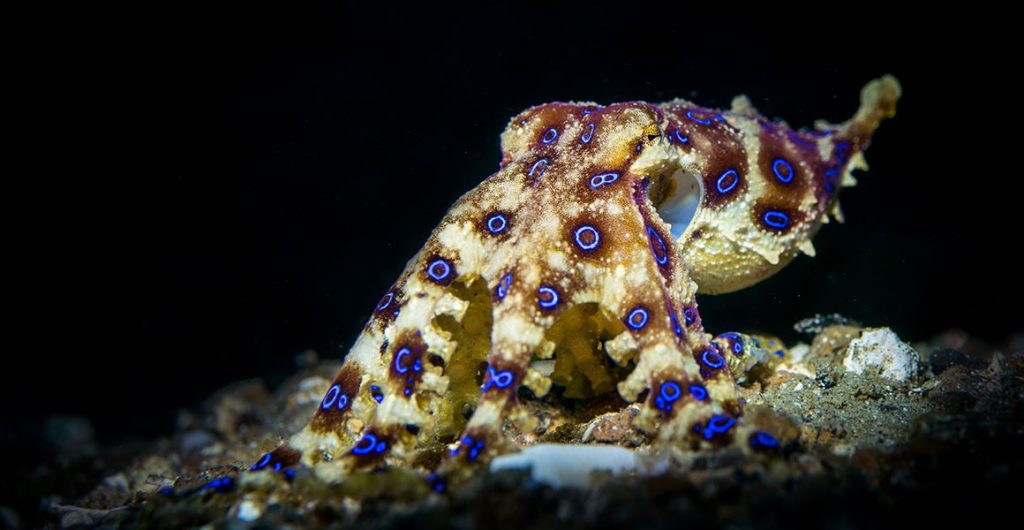 octopus