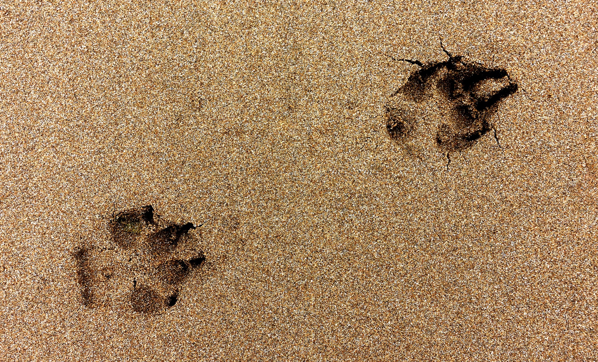 paw-g28c8efa8c_1920
