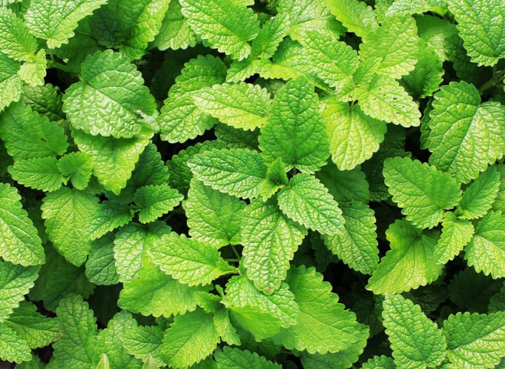 peppermint-leaf-1