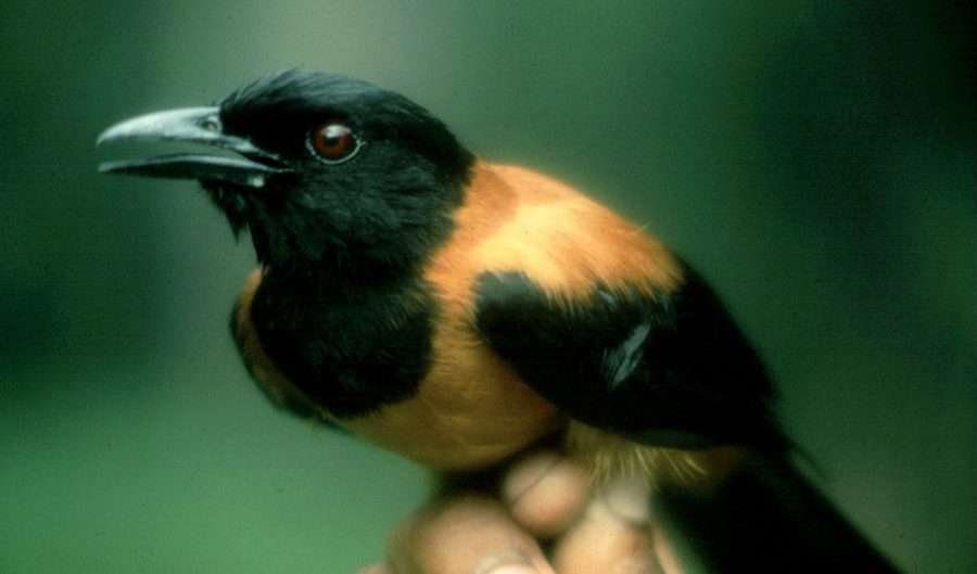 pitohui
