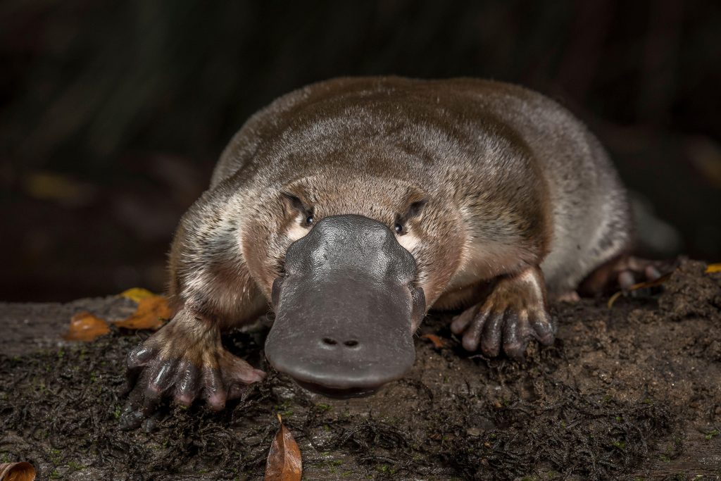 platypus-ornithorhynchus-anatinus-released-onto-a-log-in-little-yarra-river-yarra-junction-victoria-australia-photographed-under-controlled-conditions-april-2018