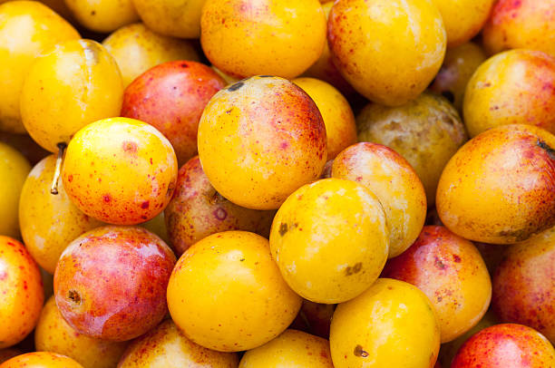 mirabelles-plums-of-lorraine-france