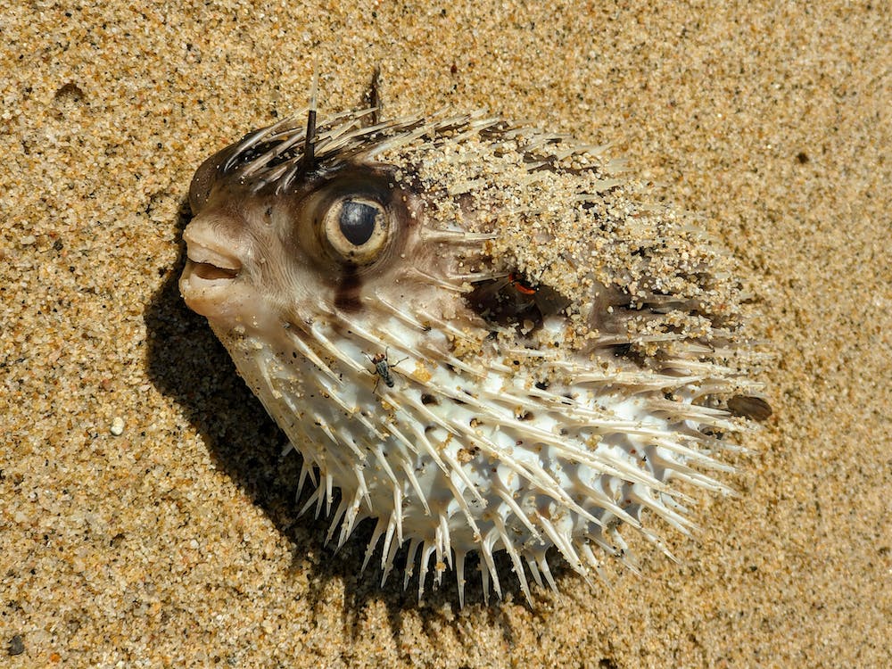 pufferfish