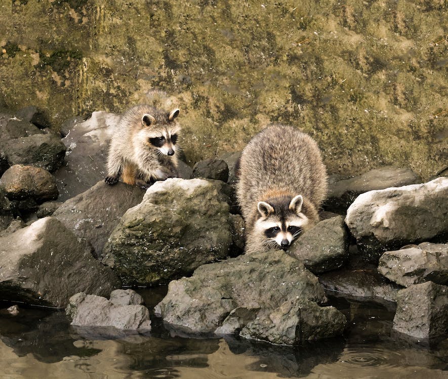racoon