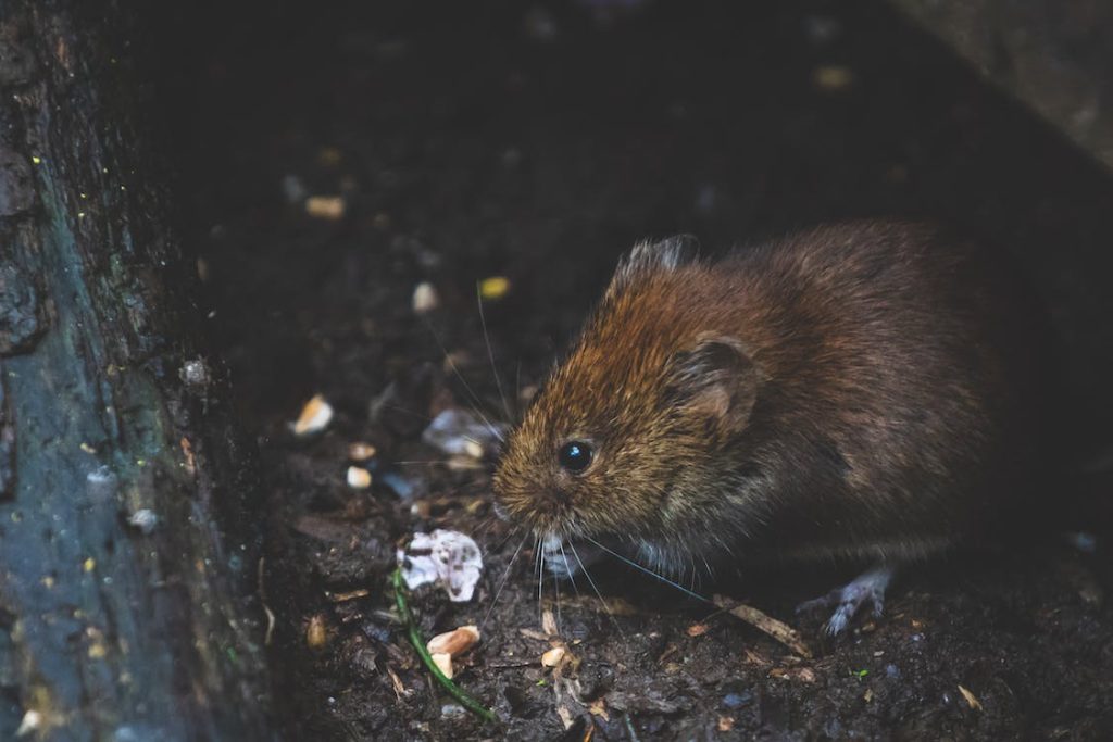 rat