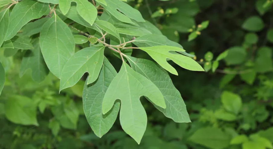 sassafras-iss-700w-jpg