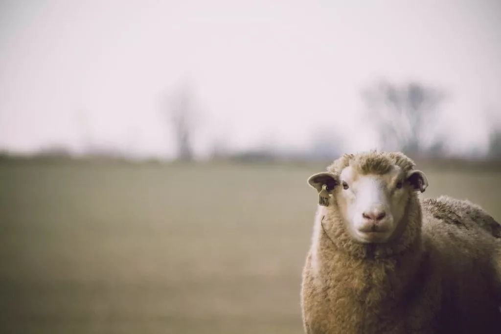 sheep