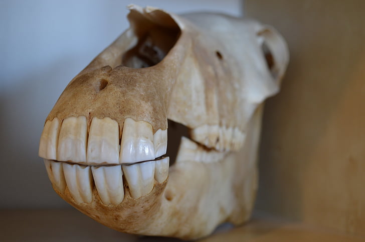 skull-death-horse-teeth-preview