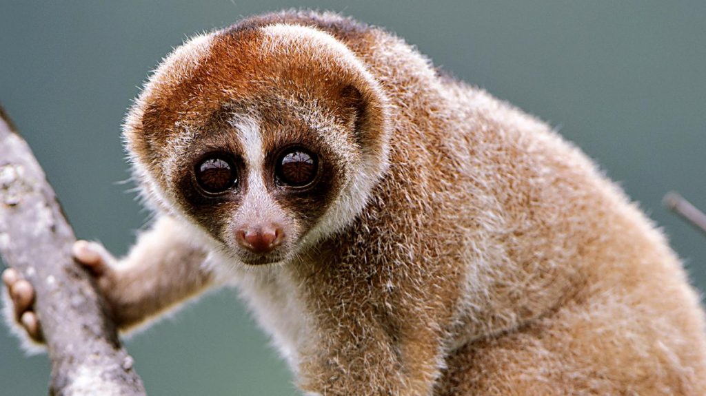 slow-loris