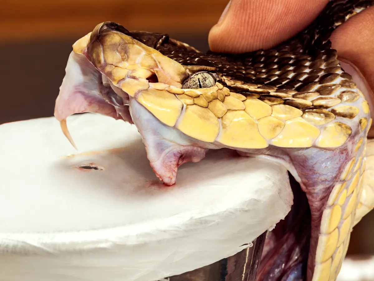 snake