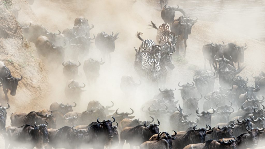 wildlife-mad-rush-herd-stampede