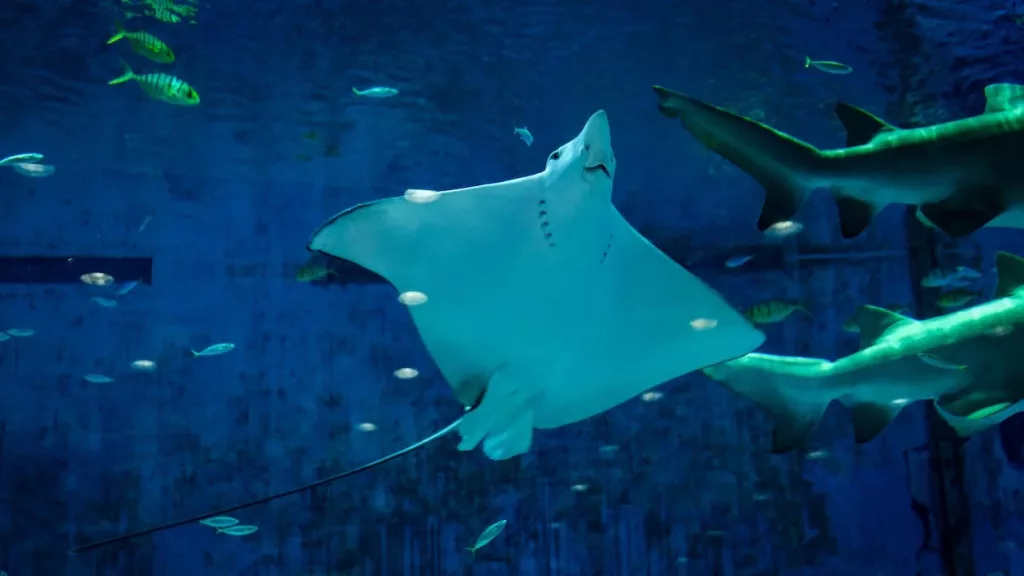 stingray