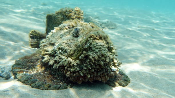 stonefish