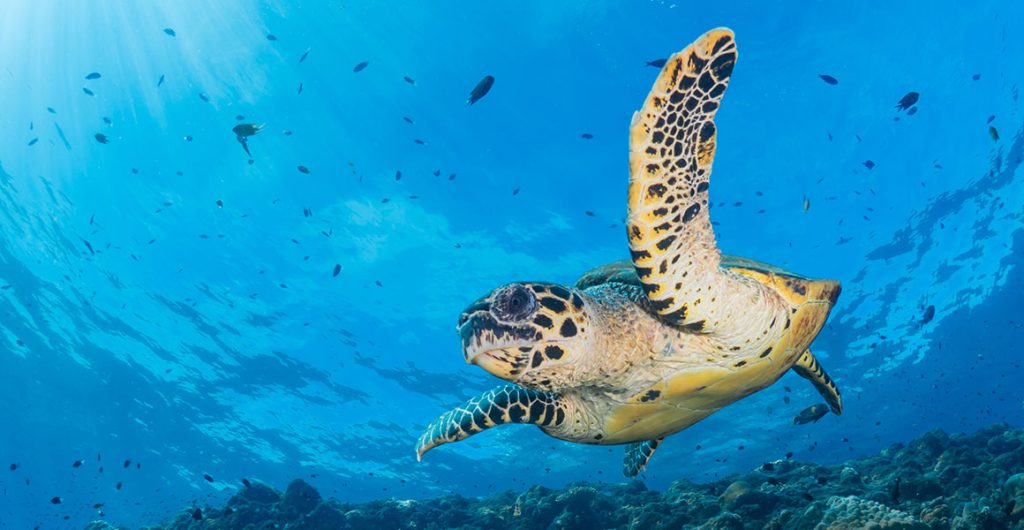 turtle