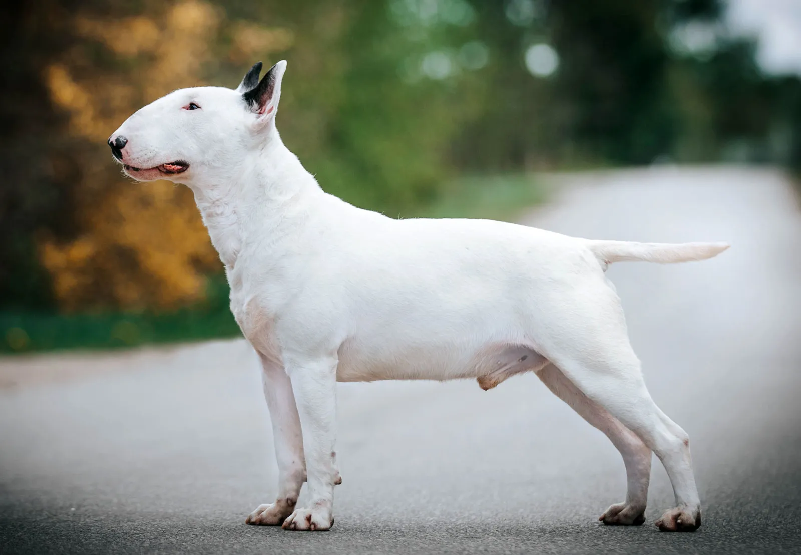 white-bull-terrier-dog