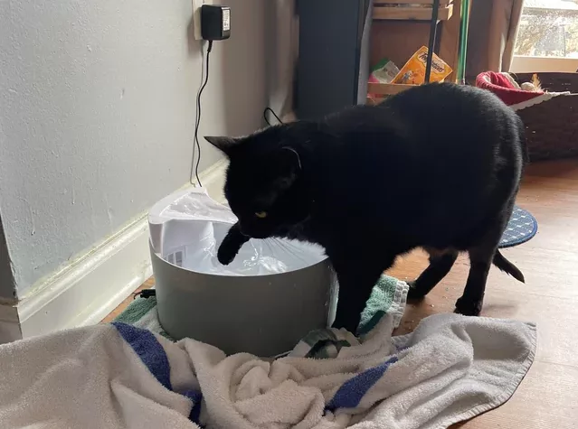 why-does-my-cat-splash-her-water-out-of-the-bowl-onto-the-v0-n8p5nxms1vea1