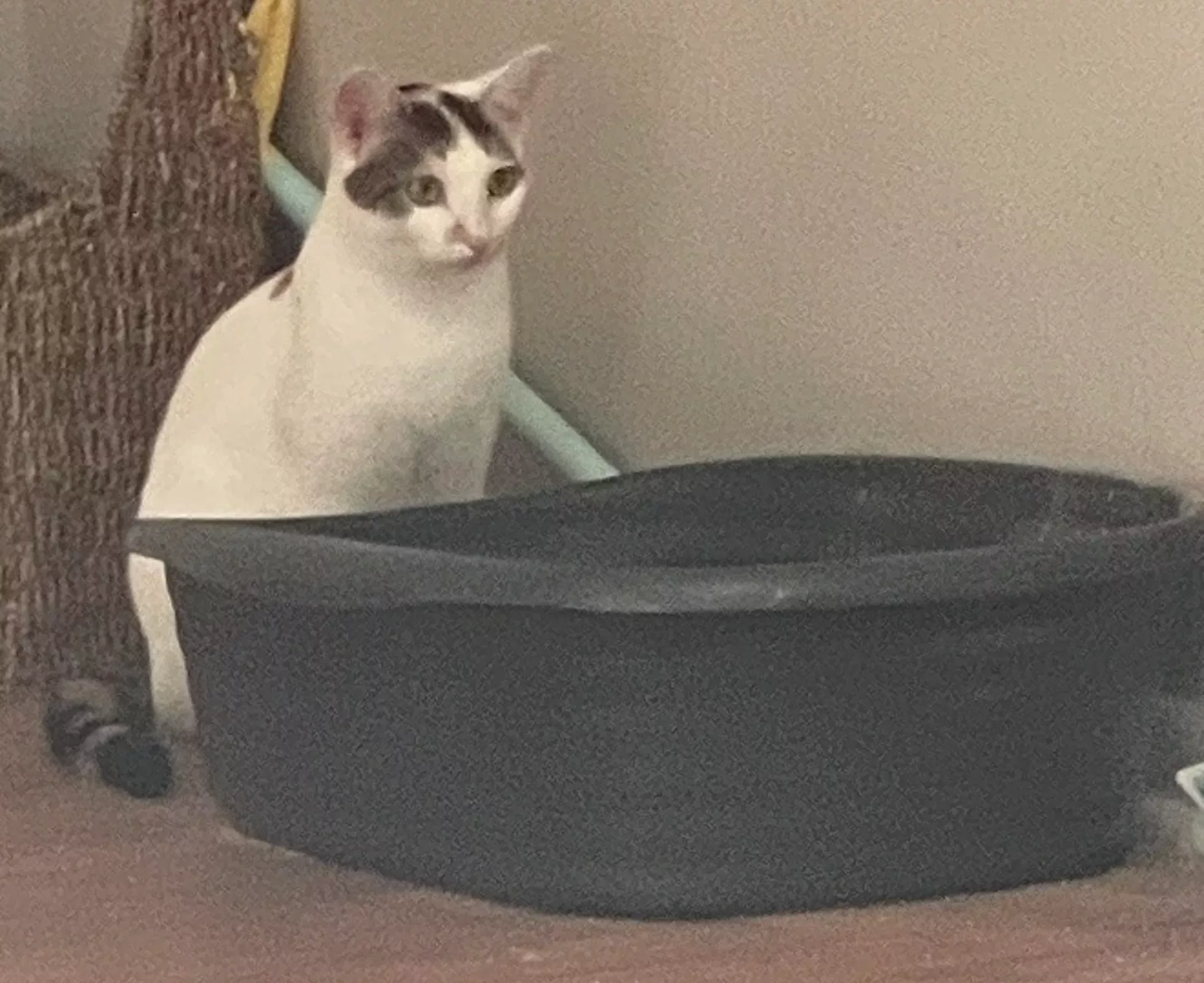 why-is-my-girl-just-sitting-and-staring-at-the-litter-box-v0-62oj5dqclf9b1