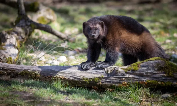 wolverine