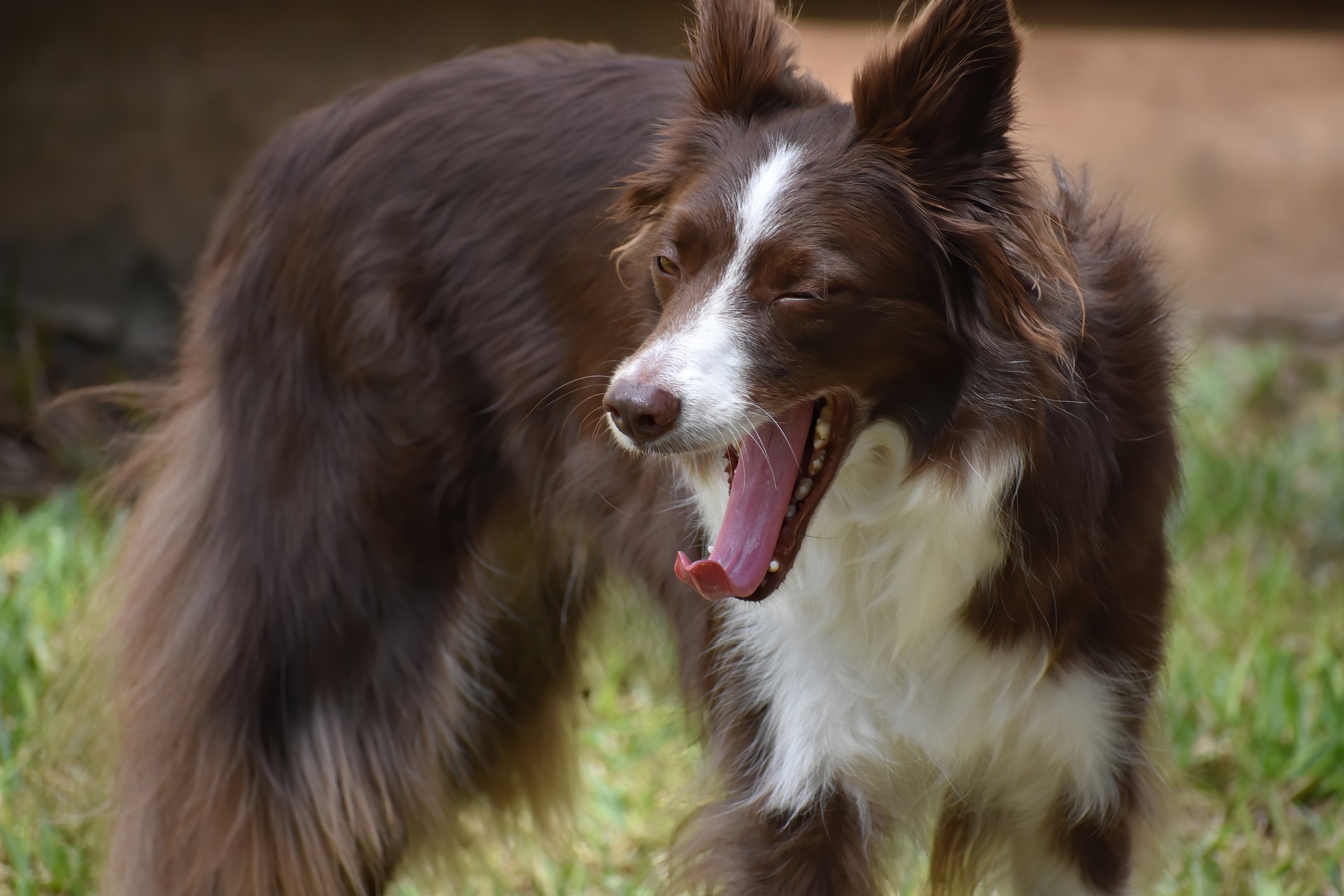 yawning-dog-gcf7521d28_1920