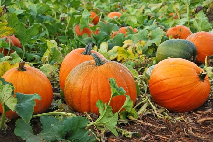 07_pumpkinpatch_from-spam-to-prairie-oysters-10-wacky-food-festivals-for-your-bucket-list_36954703_lorenlmasseth
