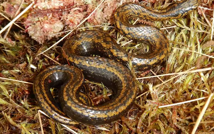 1279-newly-discovered-snake-species-named-after-harrison-ford-00-00-04