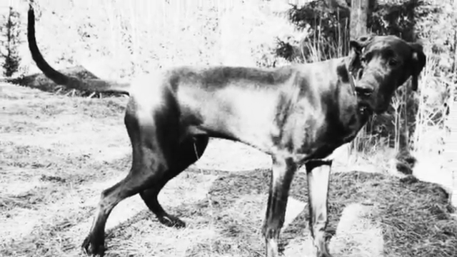 1319-pee-fighting-heroes-the-incredible-story-of-juliana-the-great-dane-in-world-war-ii-00-01-09