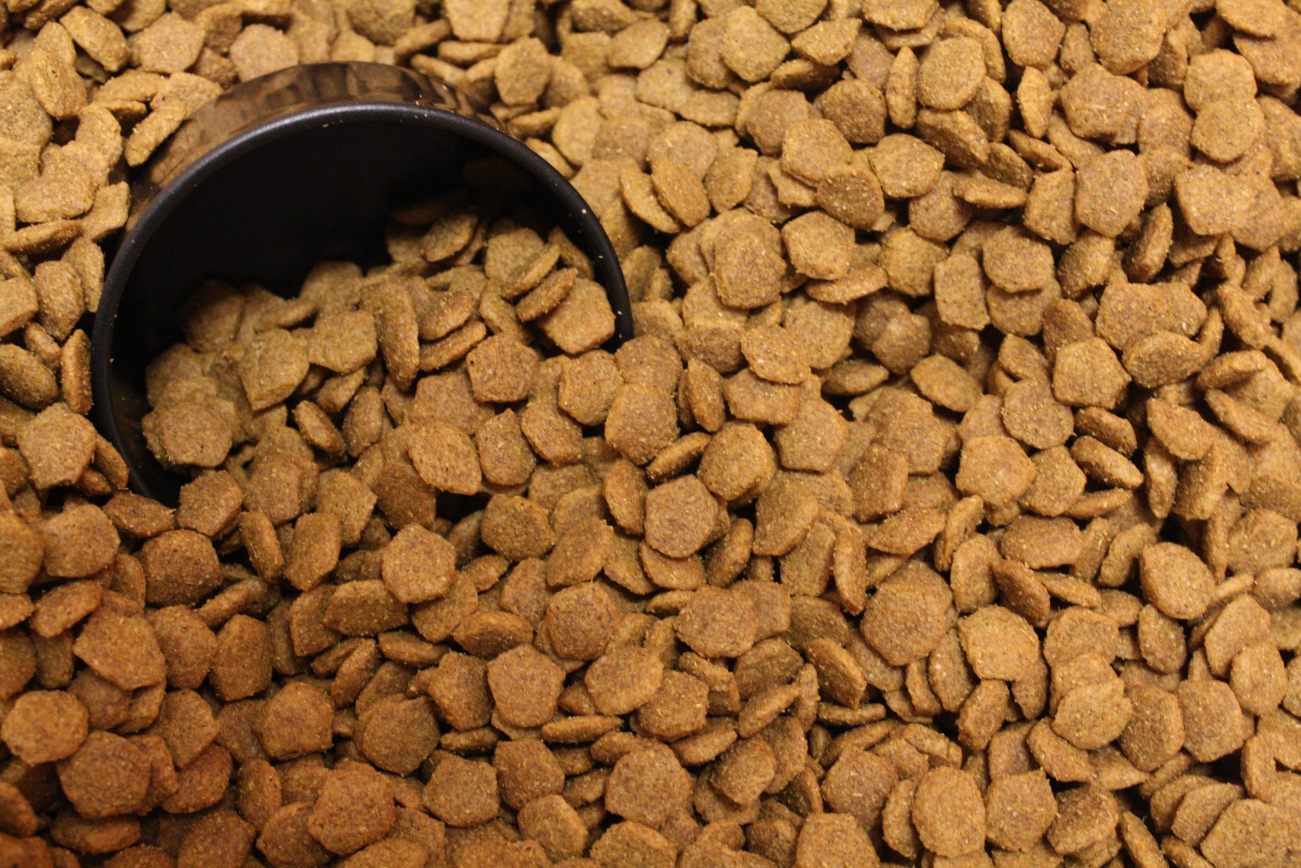 dog_food_203365