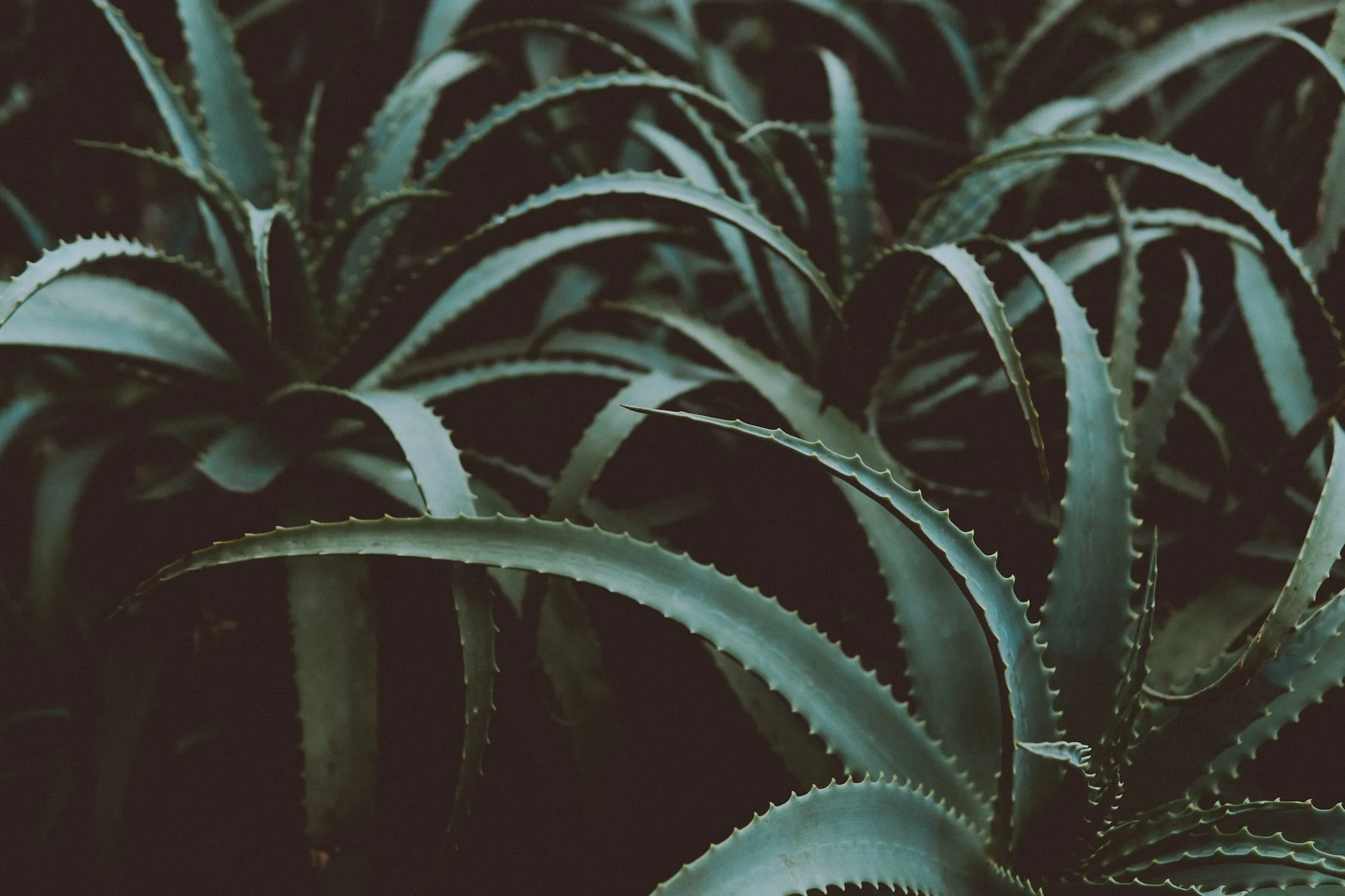 aloe-vera-2