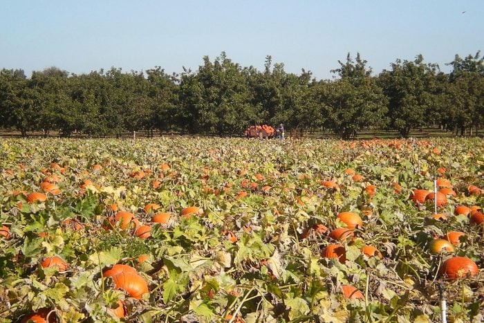 bishops-pumpkin-farm-in-wheatland-california-via-tripadvisor