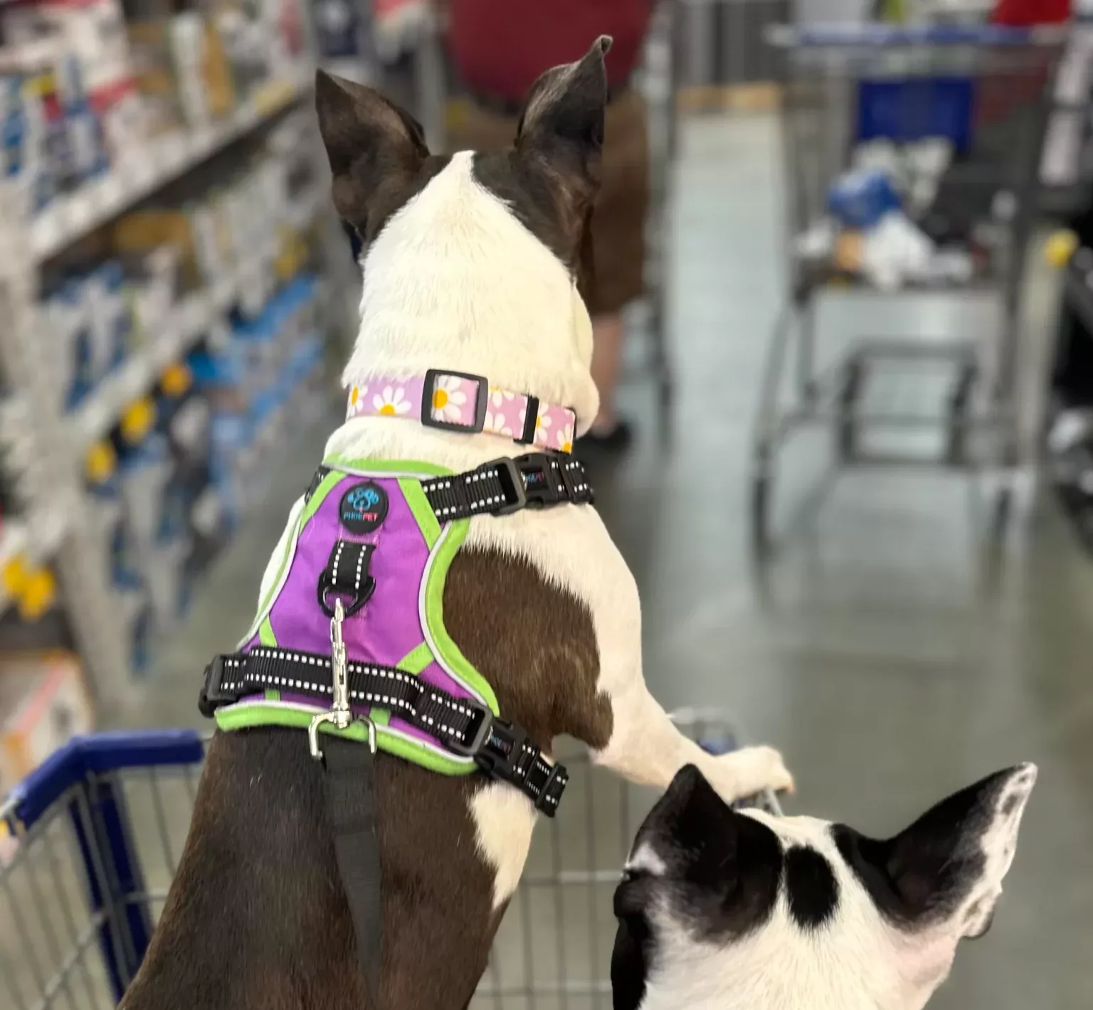captain-pebbles-and-her-1st-mate-bam-bam-navigating-the-v0-oa1e4yp5x1bb1