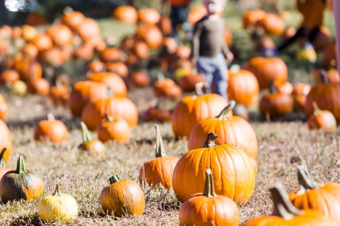 pumpkin-farm-760x506