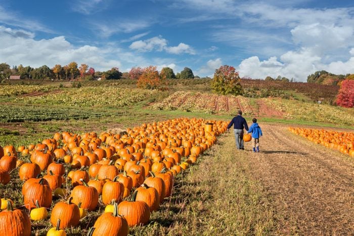 pumpkin-patch-1-760x506