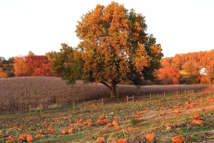 ramseys-farm-in-wilmington-delaware-via-ramseysfarm