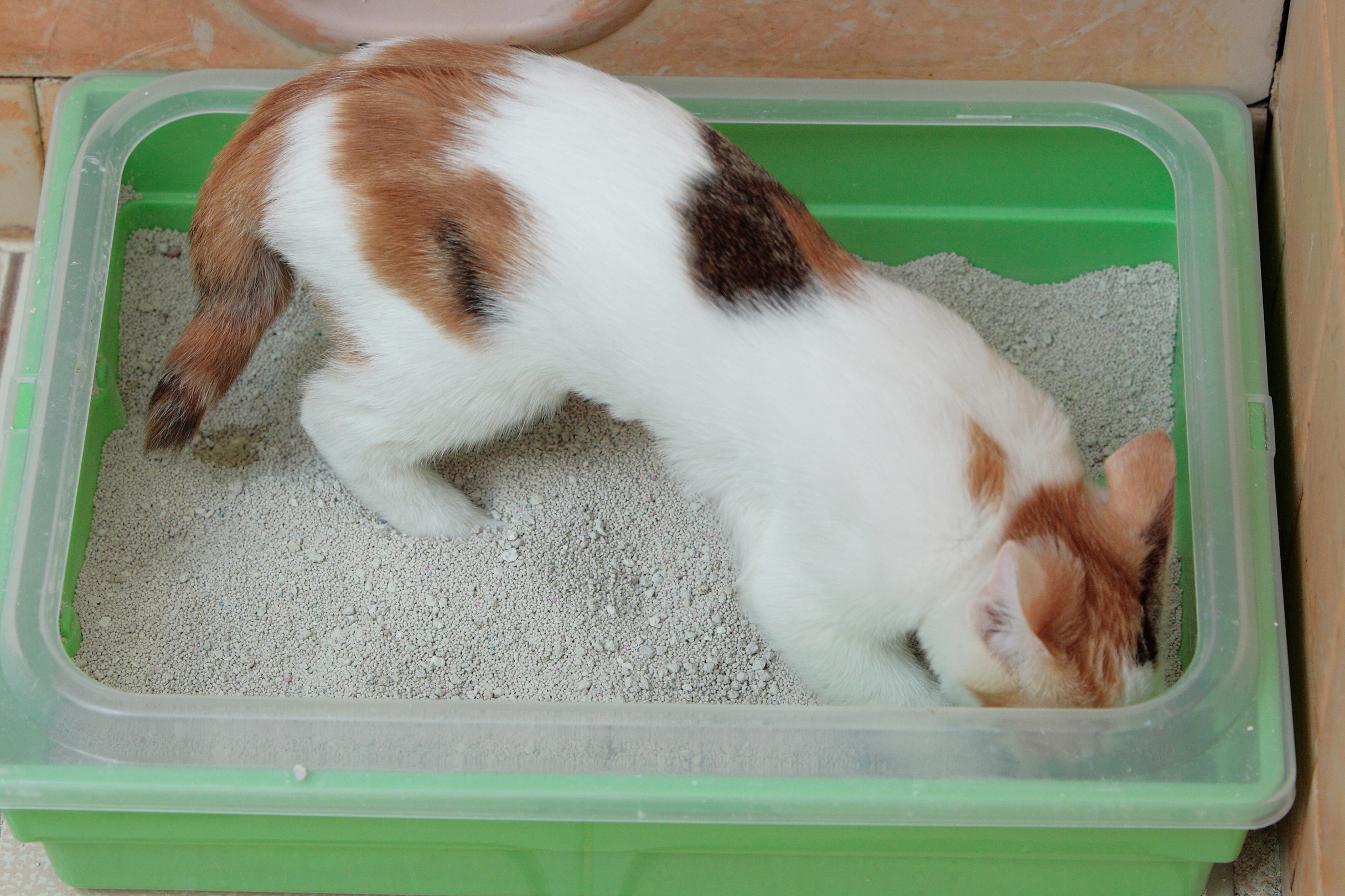2008-11-28_calico_kitten_on_the_litter_box