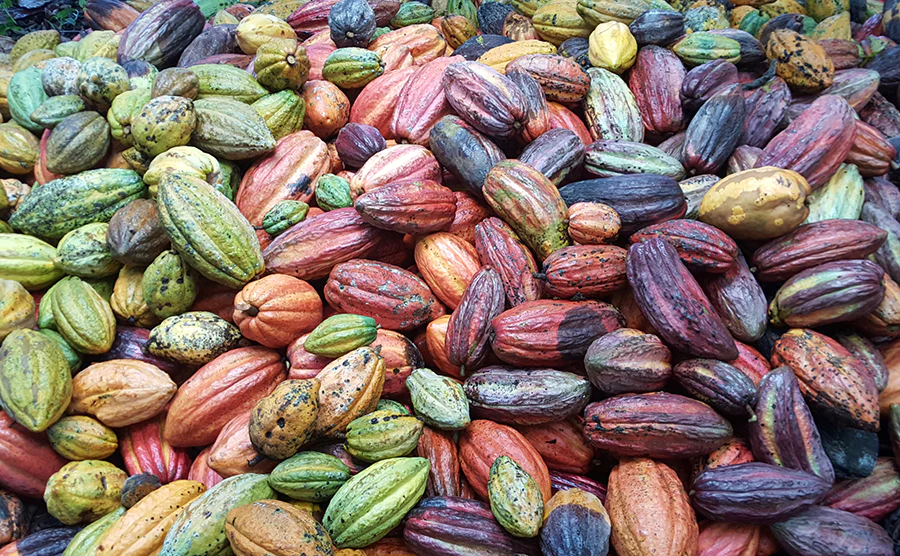 cocoa