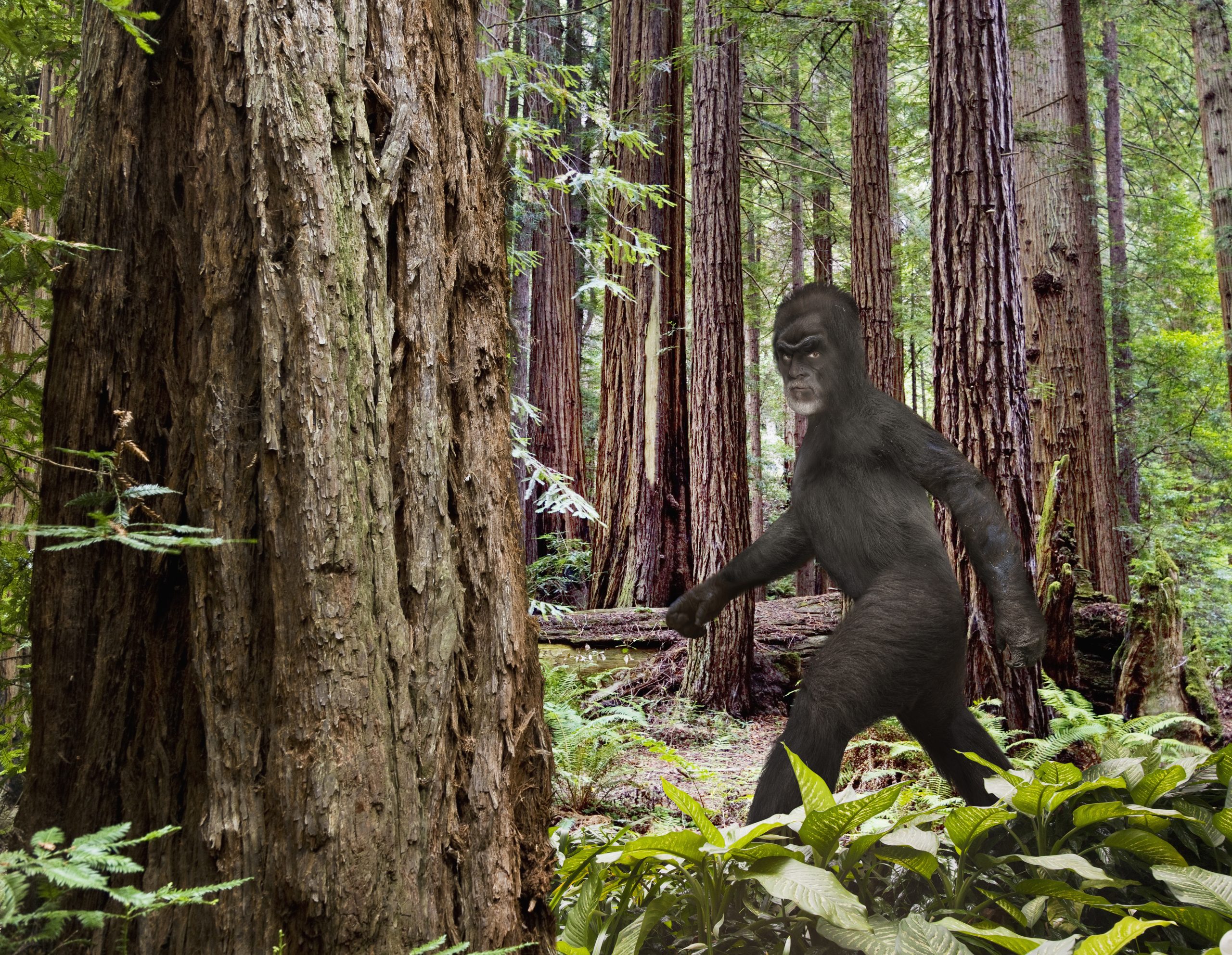 bigfoot-walking-in-forest