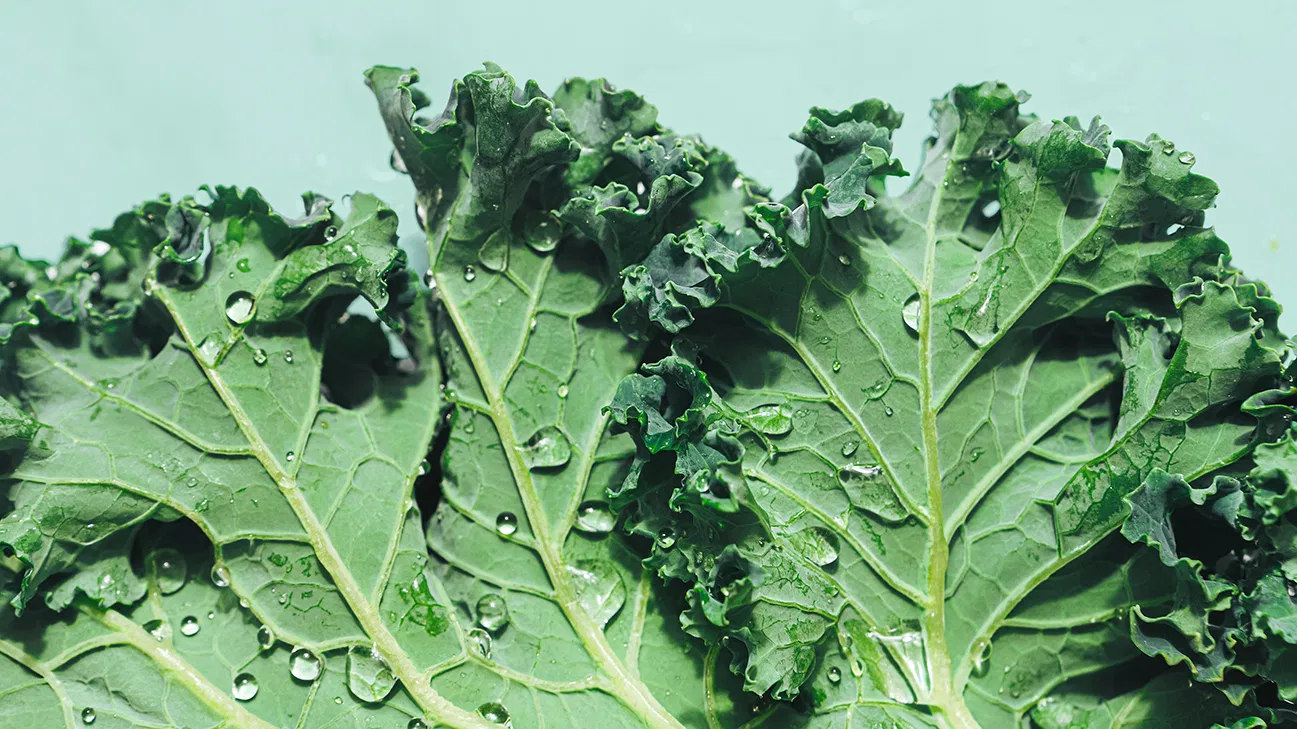 kale-2
