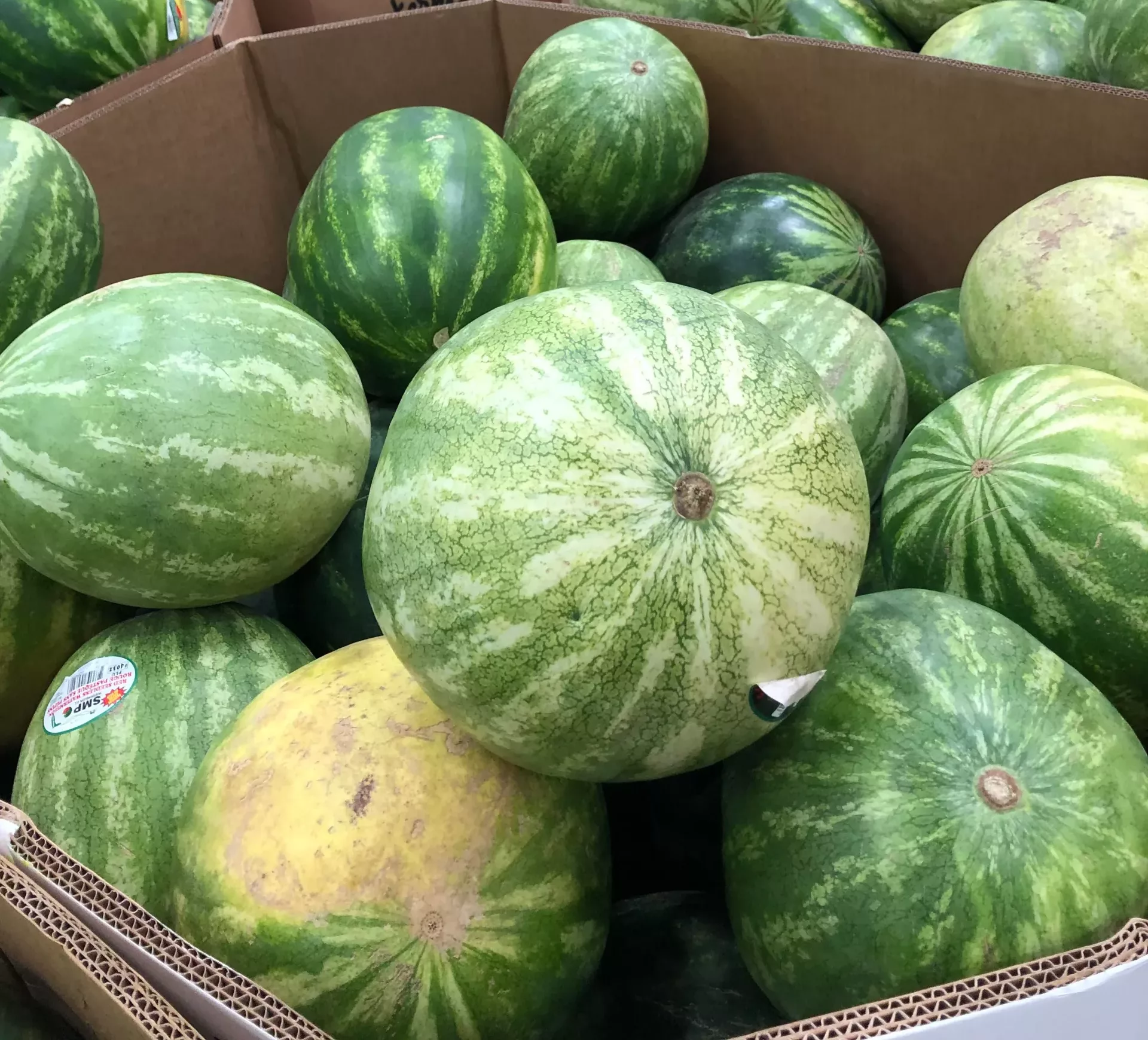 so-many-watermelons-and-me-and-four-other-people-thumping-v0-q28919fa77991