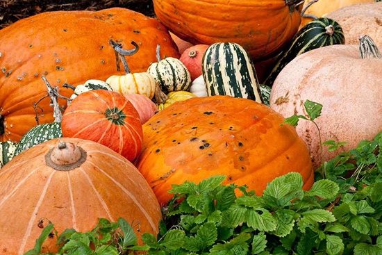assorted-pumpkins-and-squashes_wsyd0017895