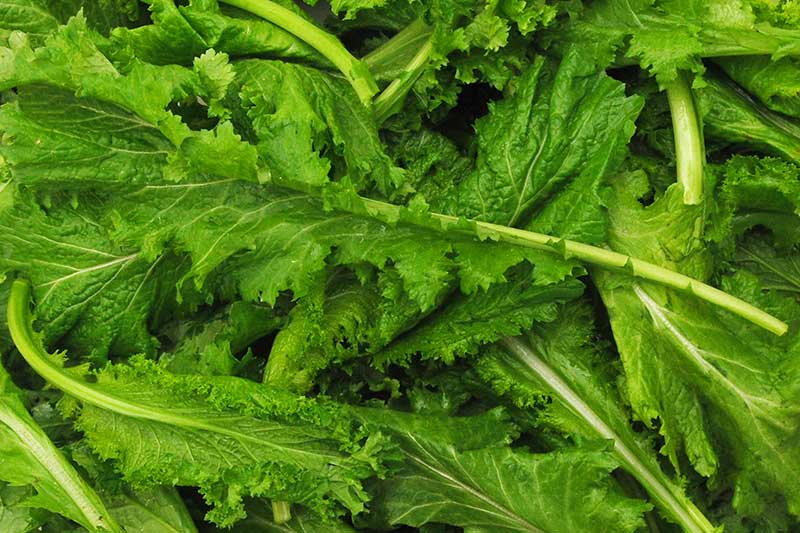 mustard-greens-in-the-kitchen