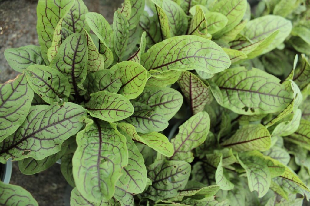 sorrel-red-veined-1110x740