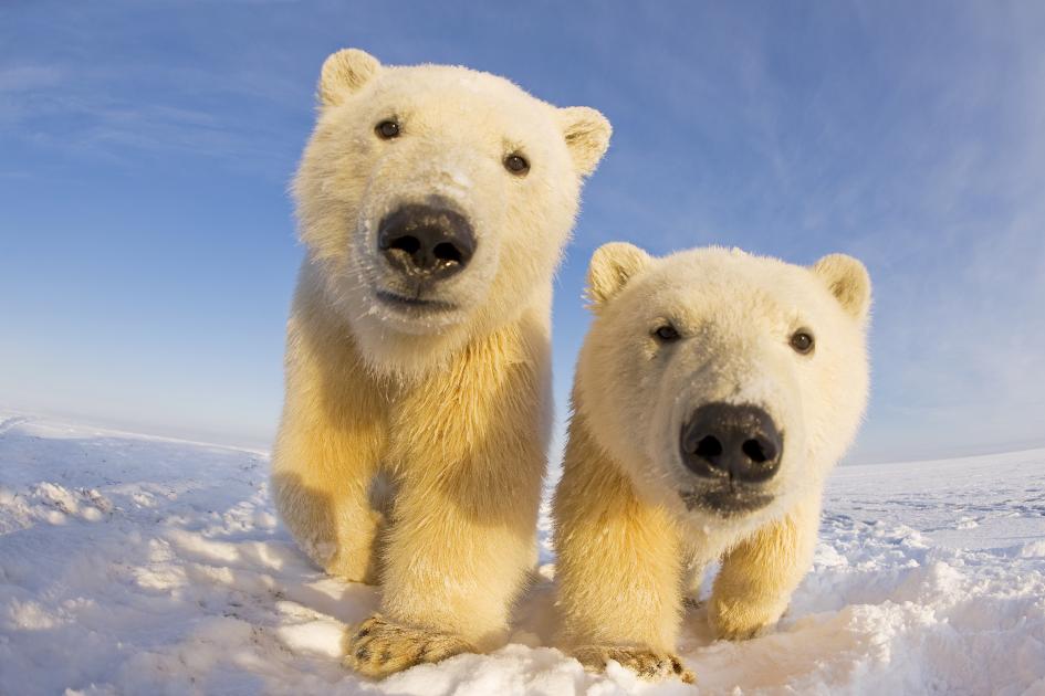bear-3