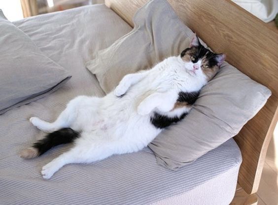 cat-in-bed