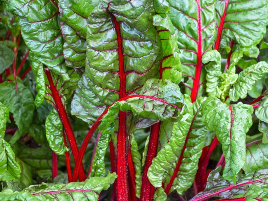 chard-1024x768