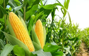 corn-and-celiac