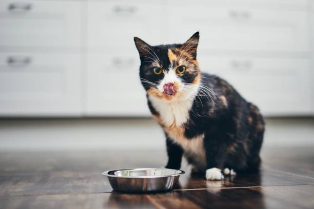hungry-cat-sitting-next-to-bowl-of-food-at-home-kitchen-and-looking-at-camera