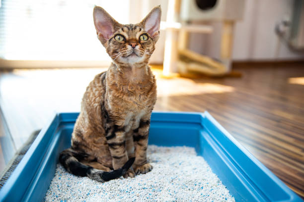 obedient-devon-rex-cat-sitting-in-litter-box-in-living-room