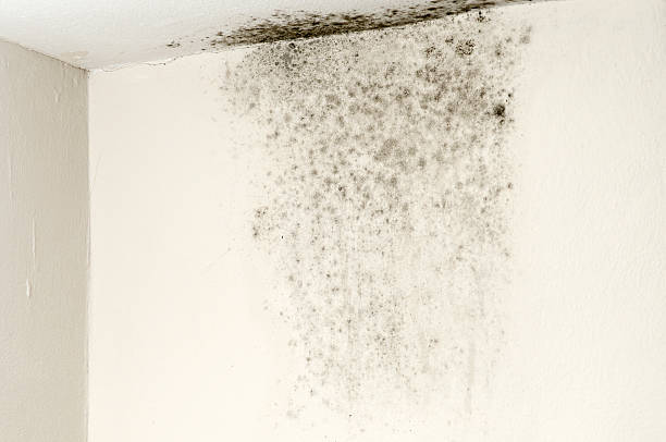 royalty-free-stock-photo-of-mold-on-ceiling