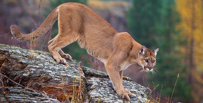 lion-2